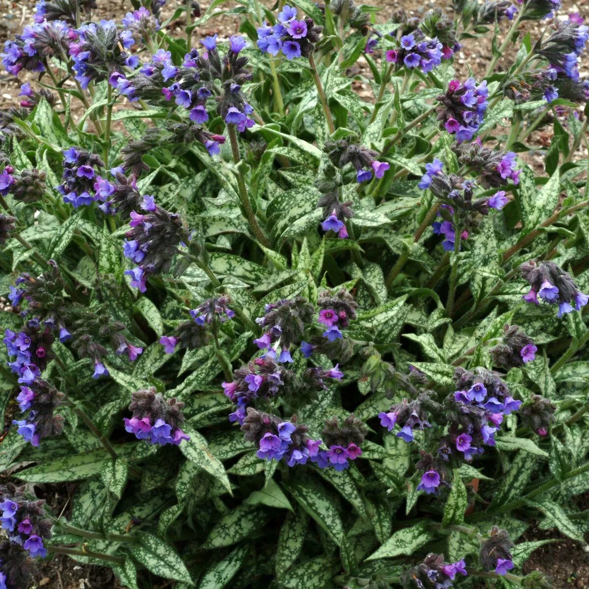 Медуница описание сорта фото отзывы Pulmonaria cevennensis TERRA NOVA ® Nurseries, Inc.