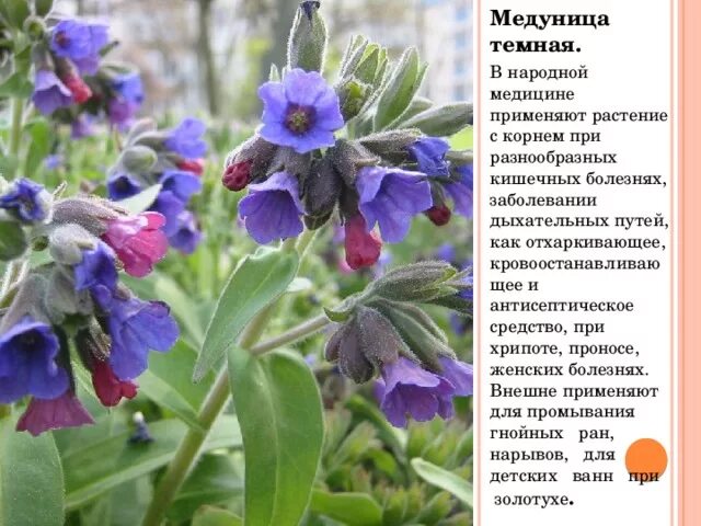 Медуница описание сорта фото отзывы Медуница описание сорта фото отзывы