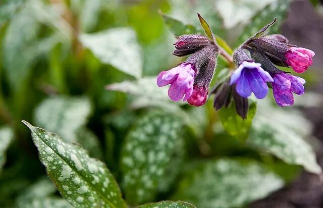 Медуница описание сорта фото отзывы File:Pulmonaria saccharata (3497086606).jpg - Wikipedia