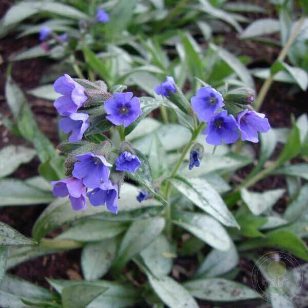 Медуница описание сорта фото отзывы Медуница гибридная Самурай (Pulmonaria hybride Samurai) купить в Москве по низко