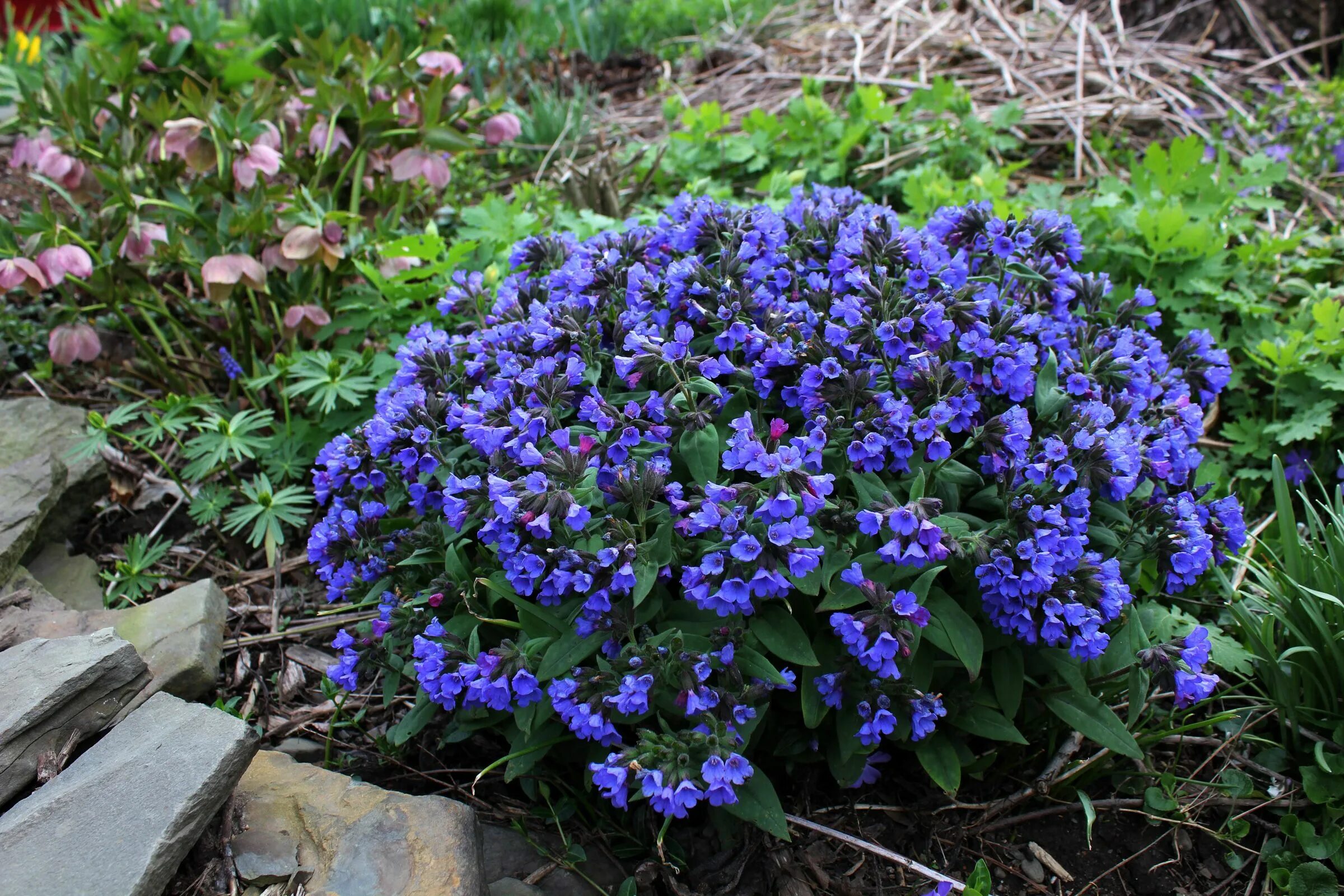 Медуница садовая многолетняя фото Pulmonaria . I think - Ellis Hollow Shade landscaping, Shade garden, Shade garde