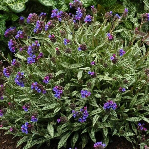 Медуница садовая многолетняя фото Медуница (Pulmonaria) Кевененсис, 2/3n Прочие многолетники. Декоративноцветущие 
