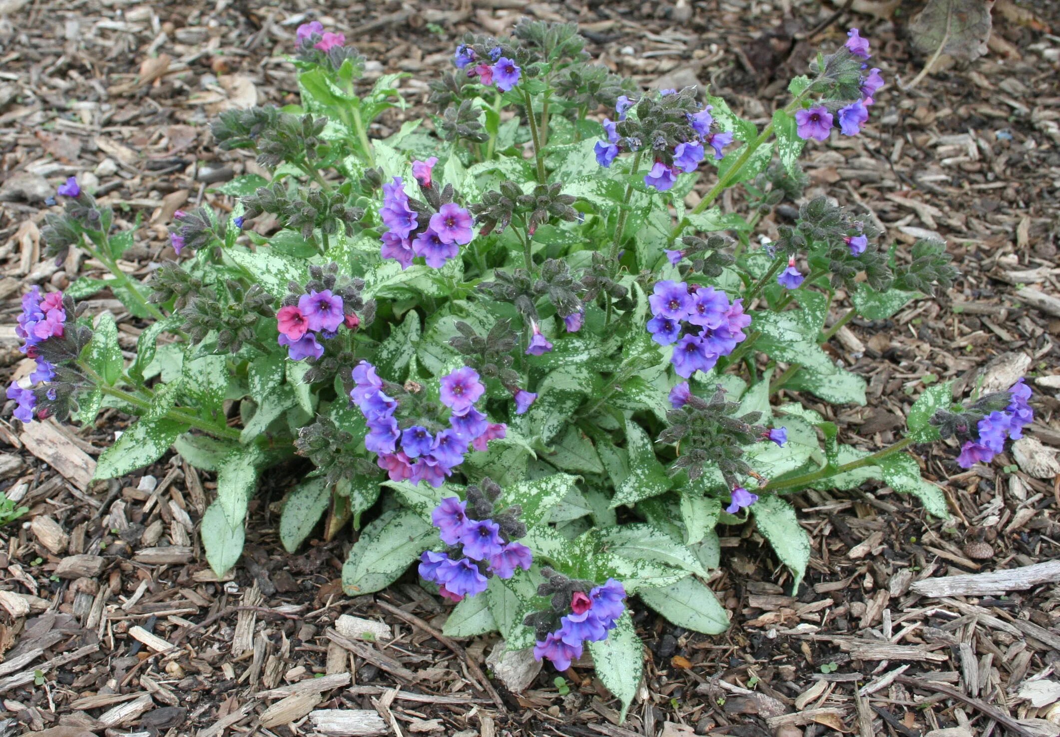 Медуница садовая многолетняя фото Pulmonaria 'Silver Bouquet' Lungwort - Plants4Home