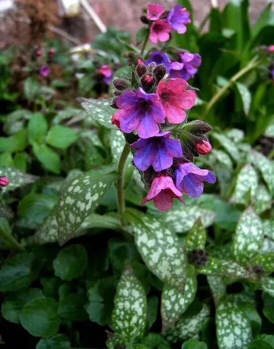 Медуница цветок садовый фото Pulmonaria Plant Growing Guide Lungwort, Bethlehem Sage Plants, Shade shrubs, Pa
