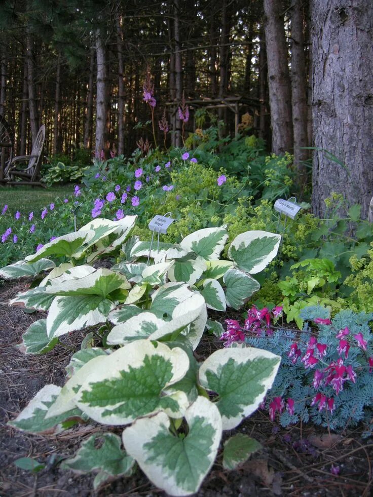 Медуница в ландшафтном дизайне сада фото Lorraine's from-scratch garden in Ontario Fine Gardening Lakeside garden, Shade 