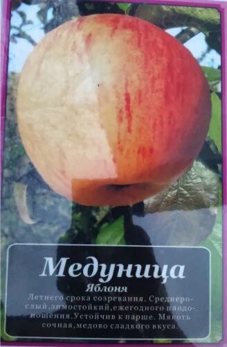 Медуница яблоня описание фото отзывы морозостойкость Яблоня Медуница. Саженцы