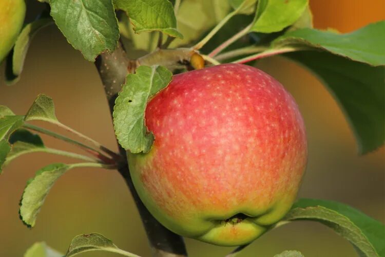Медуница яблоня описание фото отзывы садоводов Яблоня Медуница (Malus Medunitsa) ОКС - Питомник Летний сад