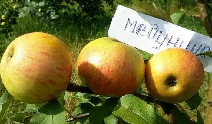 Медуница яблоня описание фото отзывы садоводов урожайность Яблоня медуница: посадка, уход и характеристики сорта, отзывы и описание