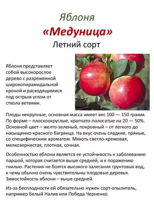 Медуница яблоня описание фото отзывы садоводов урожайность Яблоня Орлинка: описание и характеристики сорта, выращивание и размножение