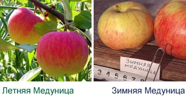 Медуница яблоня описание фото отзывы садоводов урожайность Яблоня Медуница. Описание сорта, фото, отзывы садоводов, морозостойкость, где ку