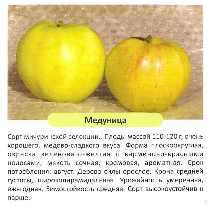 Медуница яблоня описание фото отзывы садоводов урожайность Саженцы яблонь Каталог - Брусянский садовый центр