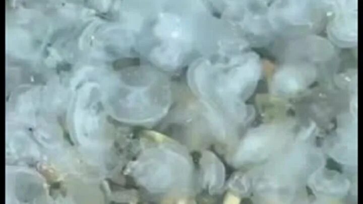 Медуза анапа фото "Не вода, а кисель!": море под Анапой заполонили тысячи медуз... Интересный конт