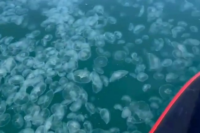 Медуза анапа фото Море у Анапы превратилось в кисель из медуз. Фото INFOX.ru Дзен