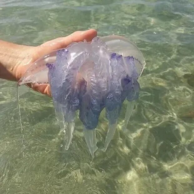 Медуза в море фото Рыбы в море мало? Будем медуз ловить! Левенцовка Ру