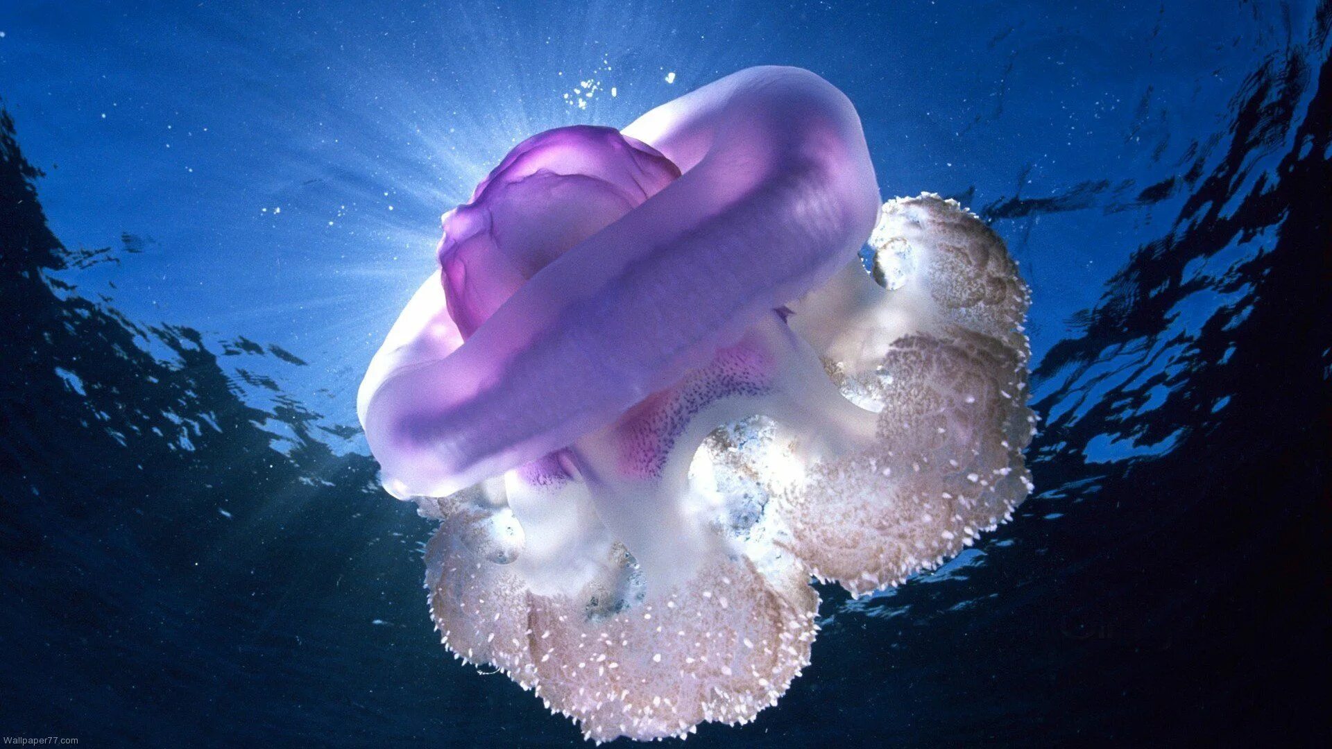Медуза в воде фото Beautiful Underwater - High Definition Wallpaper Deep sea creatures, Ocean creat
