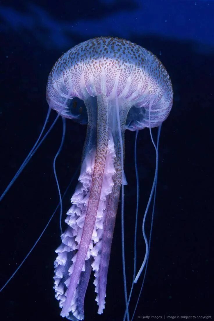 Медуза в воде фото фото медуз: 3 тыс изображений найдено в Яндекс.Картинках Jellyfish photography, 