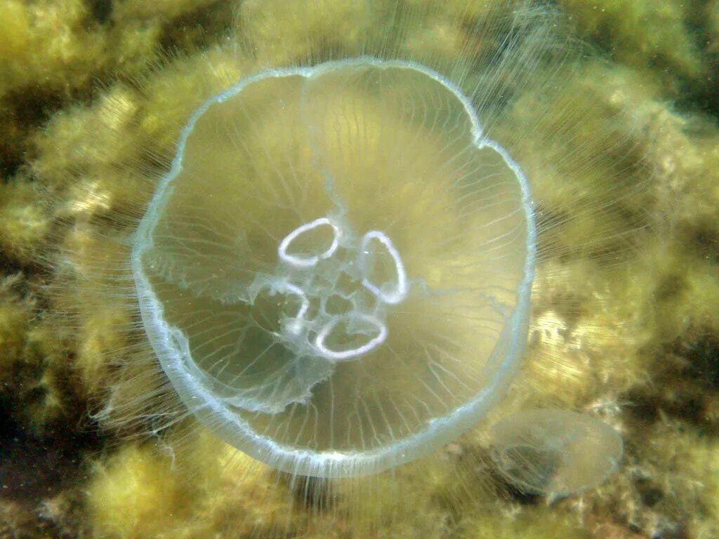 Медузы черного моря фото Медузы в Черном море: Красота или опасность? Разбираемся с аурелией, корнерот и 