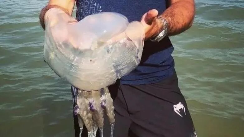 Медузы черного моря фото Соленость воды в Таганрогском заливе увеличилась вдвое " Ростовская область сего