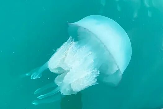 Медузы черного моря фото Current Biology: медузы оказались способны учиться на предыдущем опыте - Рамблер