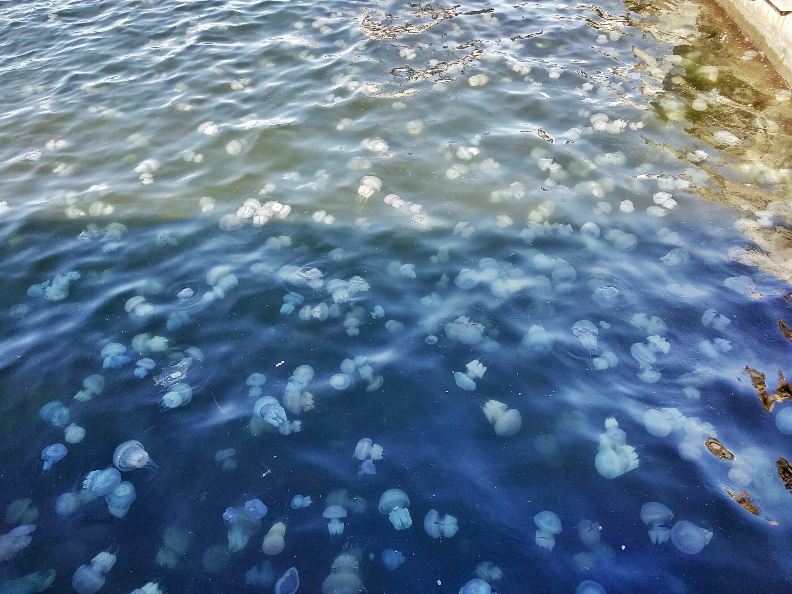 Медузы черного моря фото Прибрежные воды пляжных регионов Средиземноморья подверглись нашествию медуз Tou