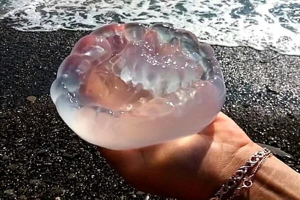 Медузы черного моря фото Самая опасная медуза Черного моря приплыла на пляж в Сочи: Звери: Из жизни: Lent