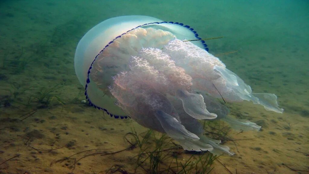 Медузы черного моря фото Медузы и морозы. Значительная часть медуз корнеротов, обитающих в Азовском море,
