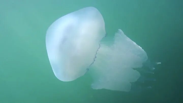 Медузы черного моря фото и описание У берегов Сочи появились самые опасные медузы Чёрного моря