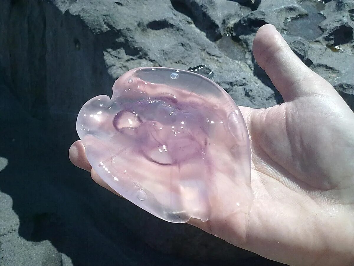 Медузы черного моря фото и описание Сурет:Moon jellyfish - Aurelia aurita.jpg - Уикипедия