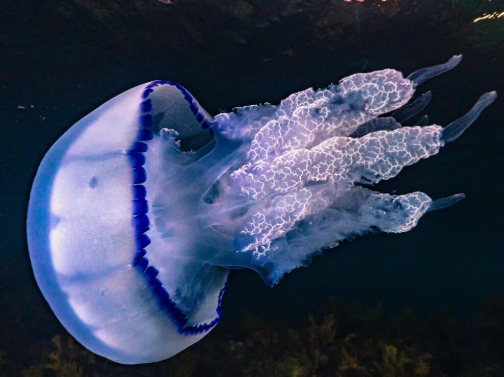 Медузы черного моря фото и описание 8 самых опасных существ Чёрного моря, о которых должны знать любители морских пу