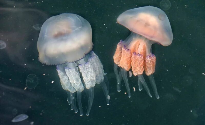 Медузы черного моря фото и описание Россиянам на Черном море советуют избегать встреч с медузами ОТР