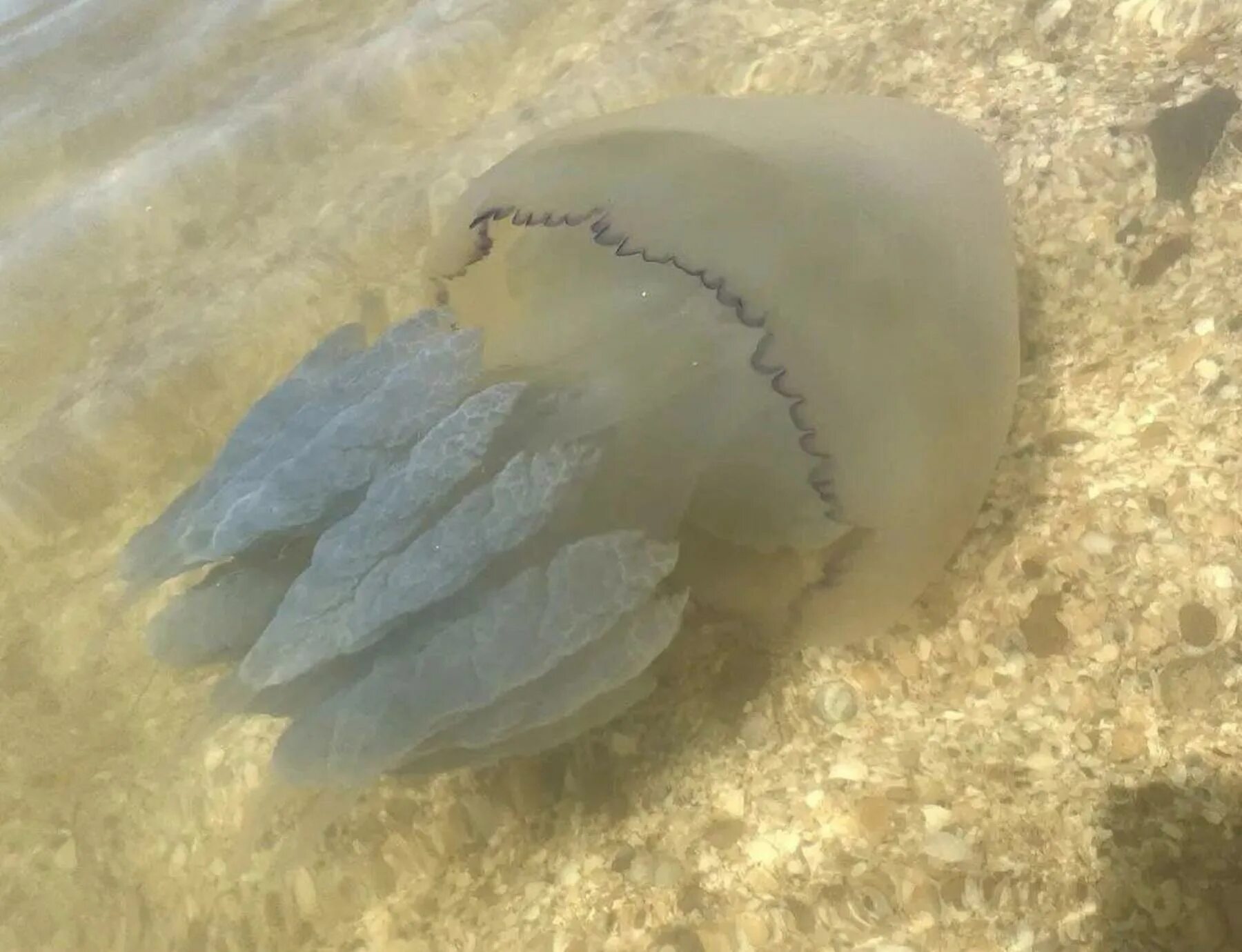 Медузы черного моря фото и описание Побережье Азовского моря заполонили медузы " DonDay - новости Азова. Происшестви