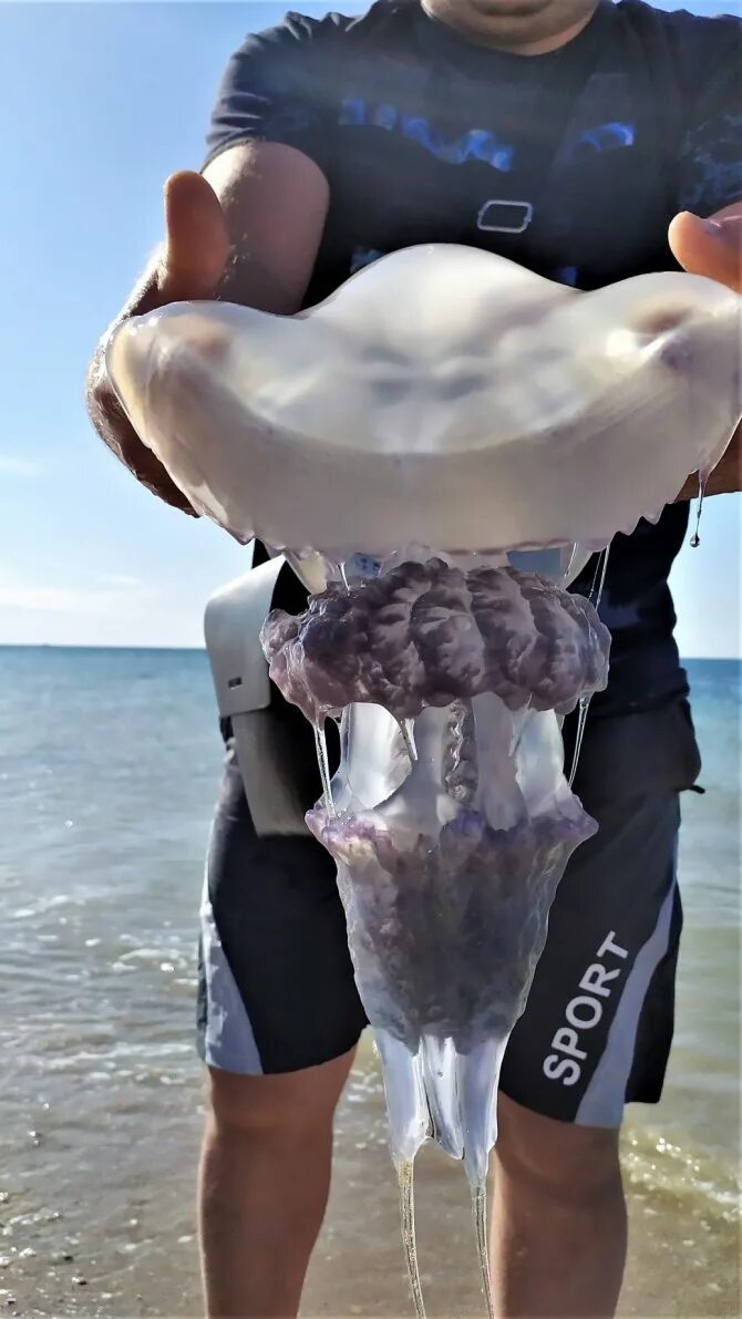 Медузы черного моря фото и описание Медуза в море опасна ли для человека