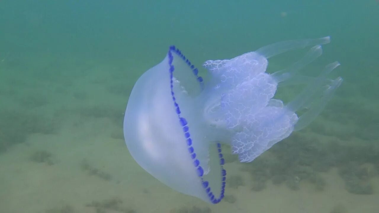 Медузы черного моря фото с названиями Медуза-корнерот . Чёрное море . Крым. - YouTube