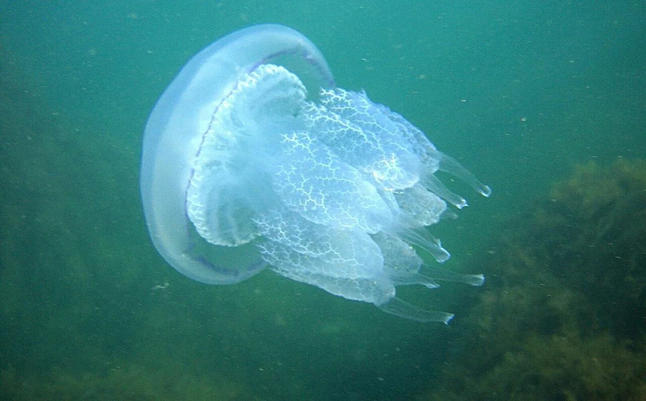 Медузы черного моря фото с названиями Дайвинг в море Сочи Адлер
