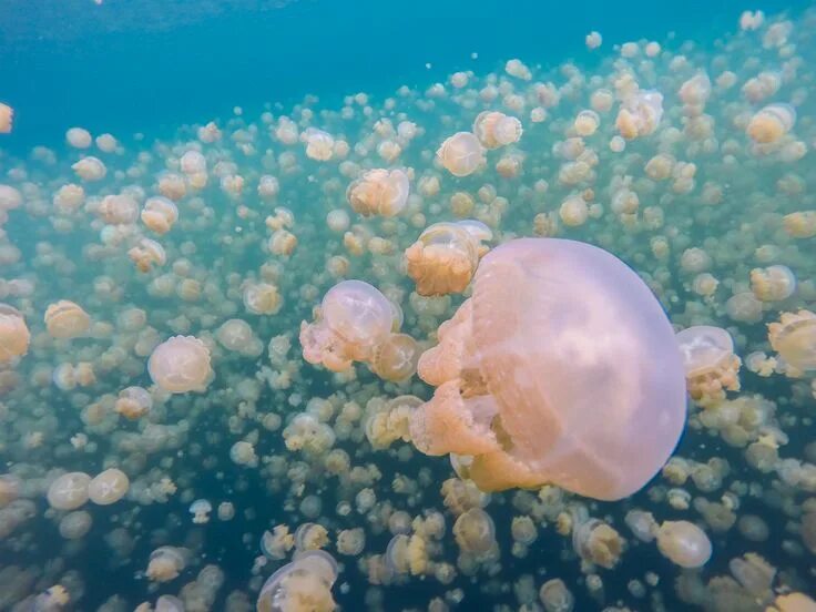 Медузы черного моря фото с названиями Migration Of Golden Jellyfish In Jellyfish Lake Jellyfish, Lake, Ocean