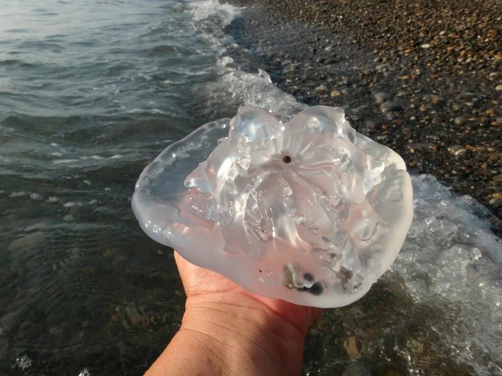 Медузы черного моря фото с названиями В Тамани - медузы, в Анапе - комары