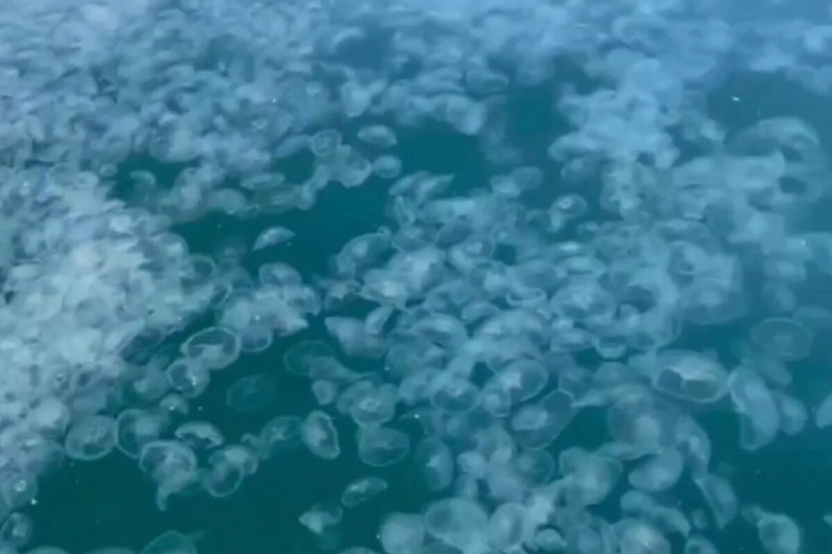 Медузы черного моря в анапе фото Море стало похоже на желе: Анапа столкнулась с нашествием медуз - МК