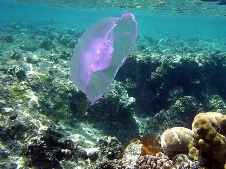 Медузы красного моря фото Fun Facts You Should Know About Jellyfish Jellyfish species, Ocean creatures, Je