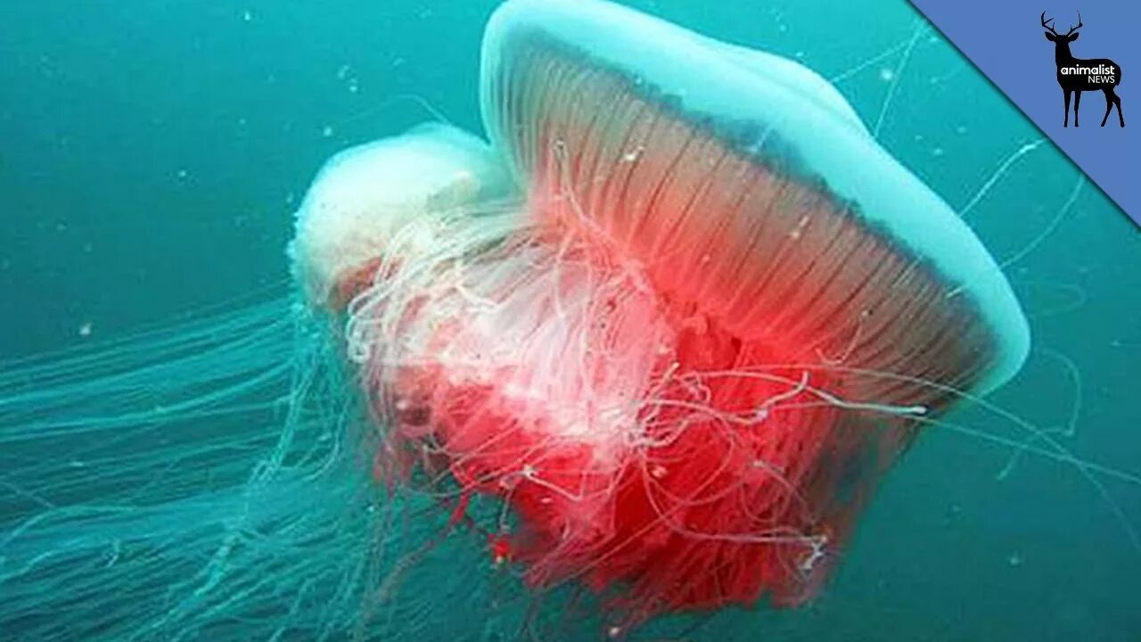 Медузы красного моря фото This Giant Jellyfish Could Cuddle Humans - YouTube