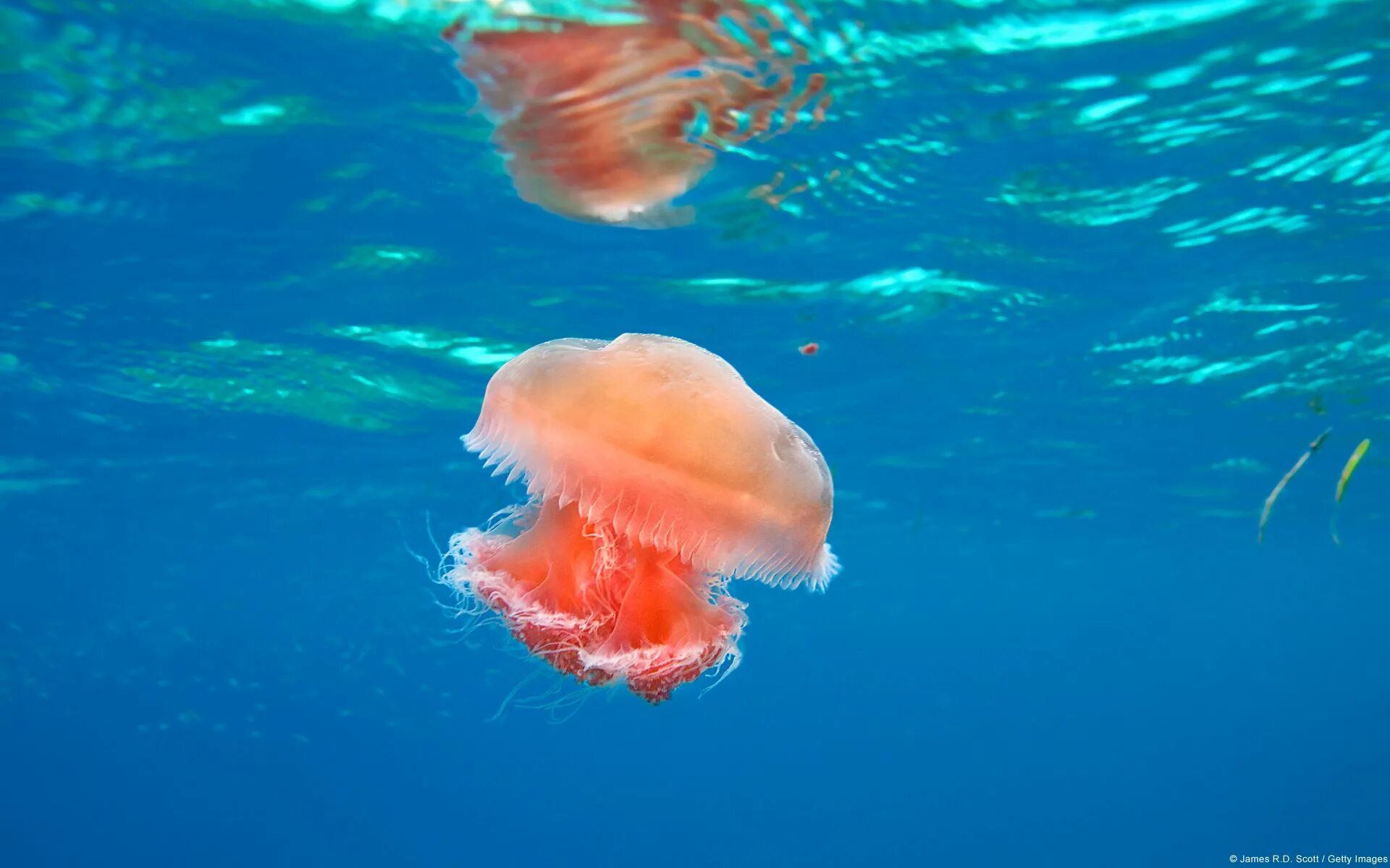Медузы красного моря фото Pin page