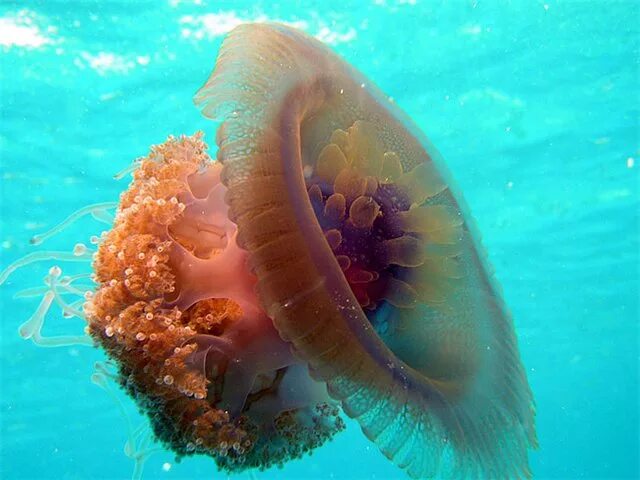 Медузы красного моря фото Морские загадки 3 конкурс (Белов Сергей Александрович) / Стихи.ру