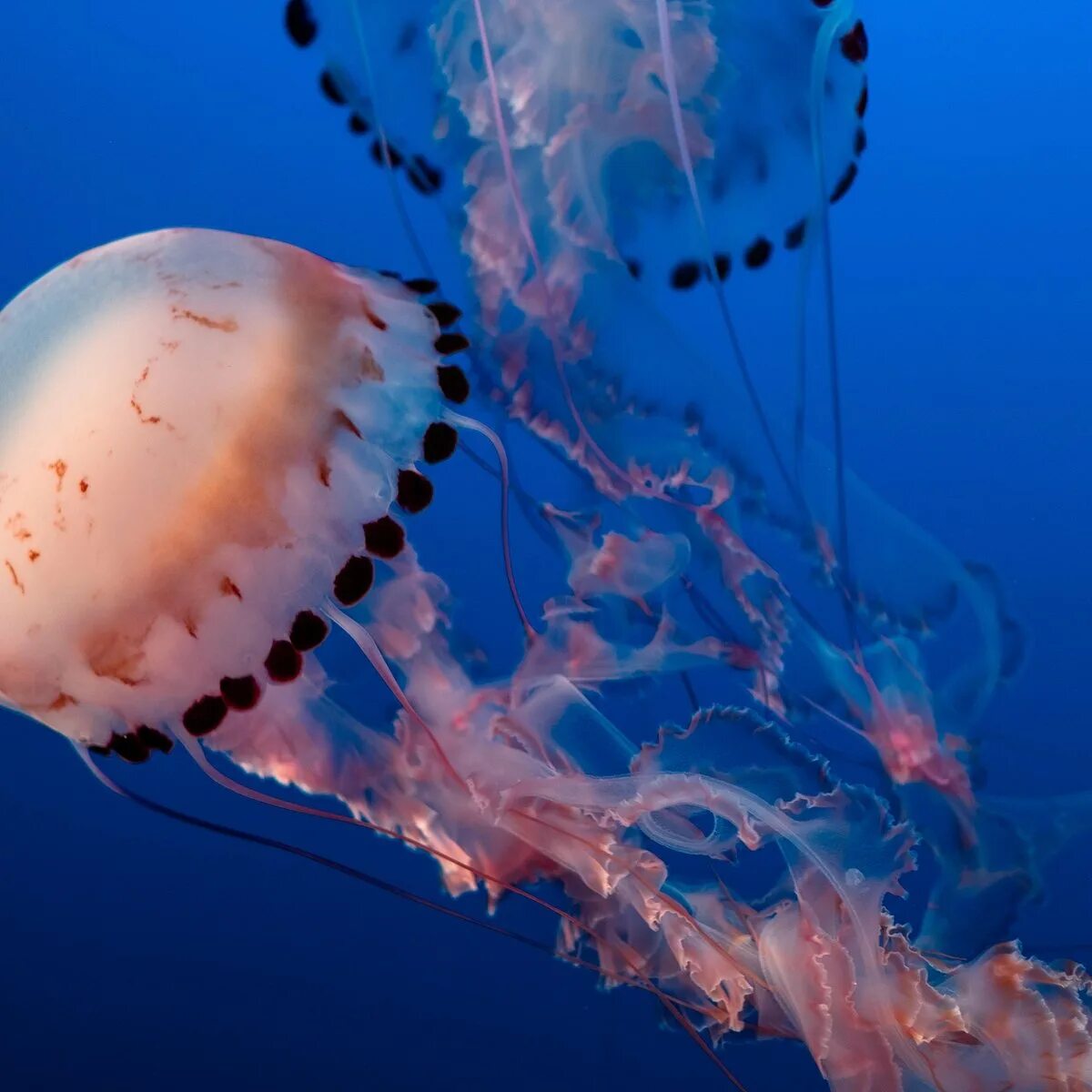 Медузы красного моря фото Calypso Diving Bali - All You Need to Know BEFORE You Go (2024)
