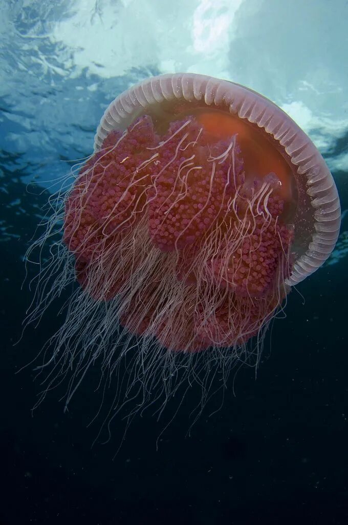 Медузы красного моря фото Pink rhizostome jelly (Crambione mastigiophora) Sea animals, Ocean creatures, Un