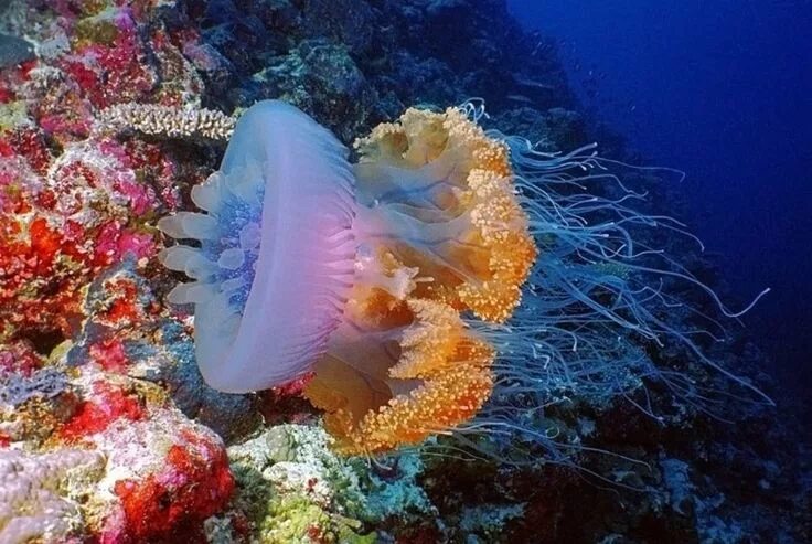 Медузы красного моря фото Pin de Jurgita Vitkute en Underwater World Medusa