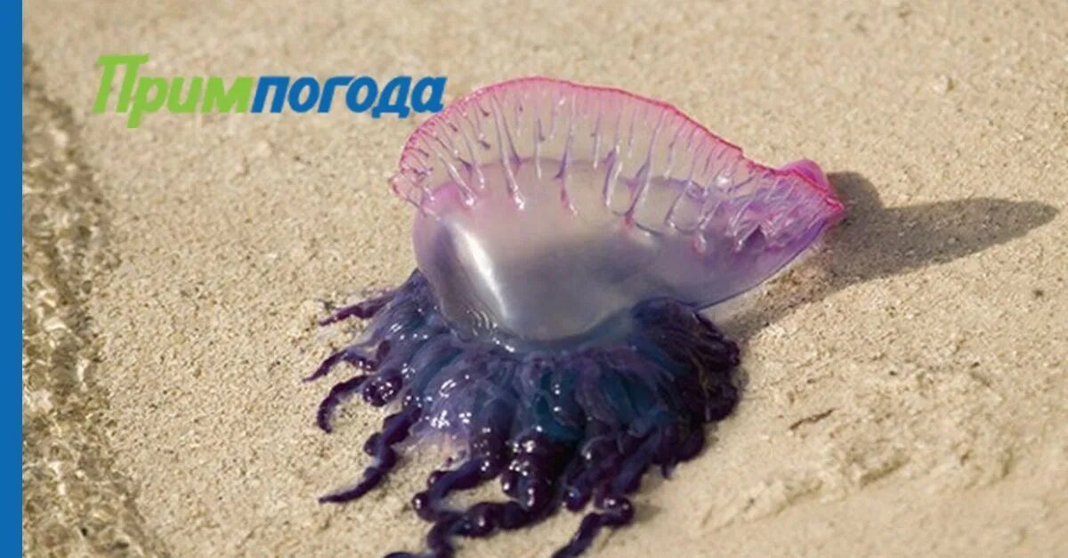Медузы приморского края фото с названиями На одном из пляжей Пхукета появились ядовитые медузы
