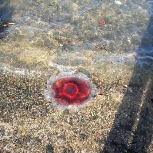 Медузы приморского края фото с названиями Лучше не брать": Учёный рассказал, что за медузу встретили владивостокцы Официал