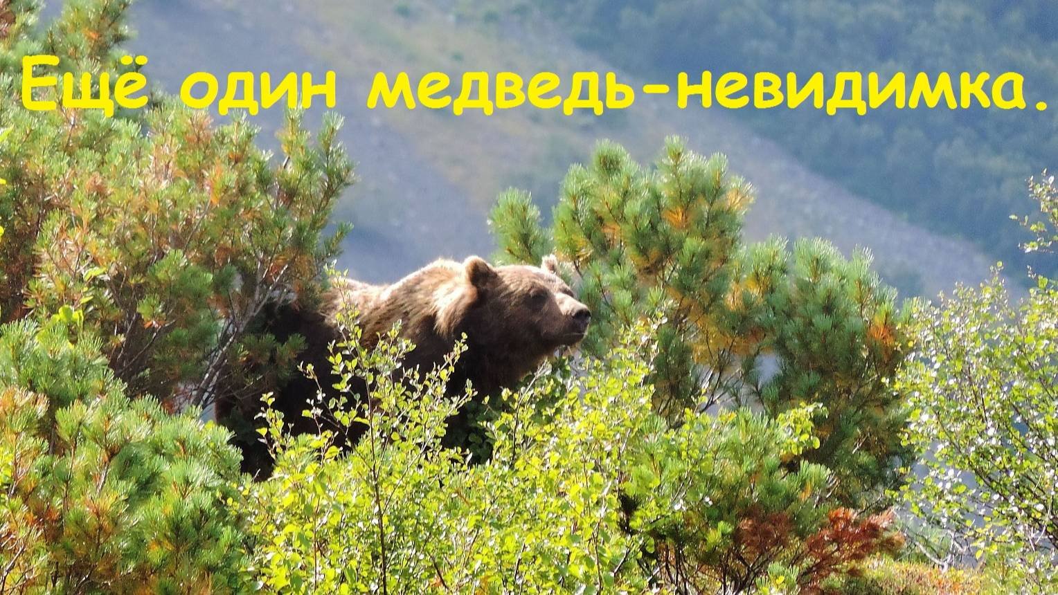 Медведь 1 й перовский пер 2 фото Ещё один медведь-невидимка..... - смотреть видео онлайн от "@Rodnik1950" в хорош