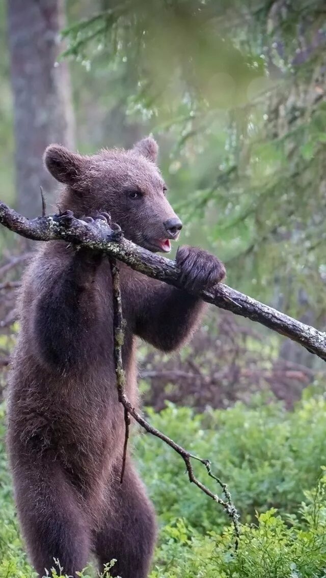Медведь 2 года фото Обои Два медвежата игривые, деревья, трава 640x1136 iPhone 5/5S/5C/SE Изображени