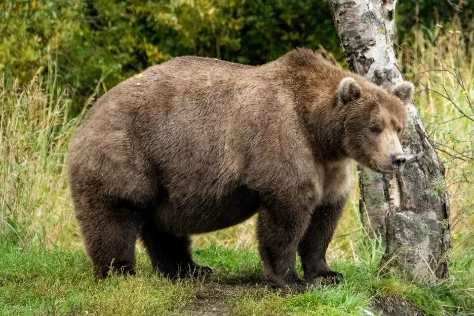 Медведь 3 лет фото Fat Bear Week 2022 - Katmai National Park & Preserve (U.S. National Park Service