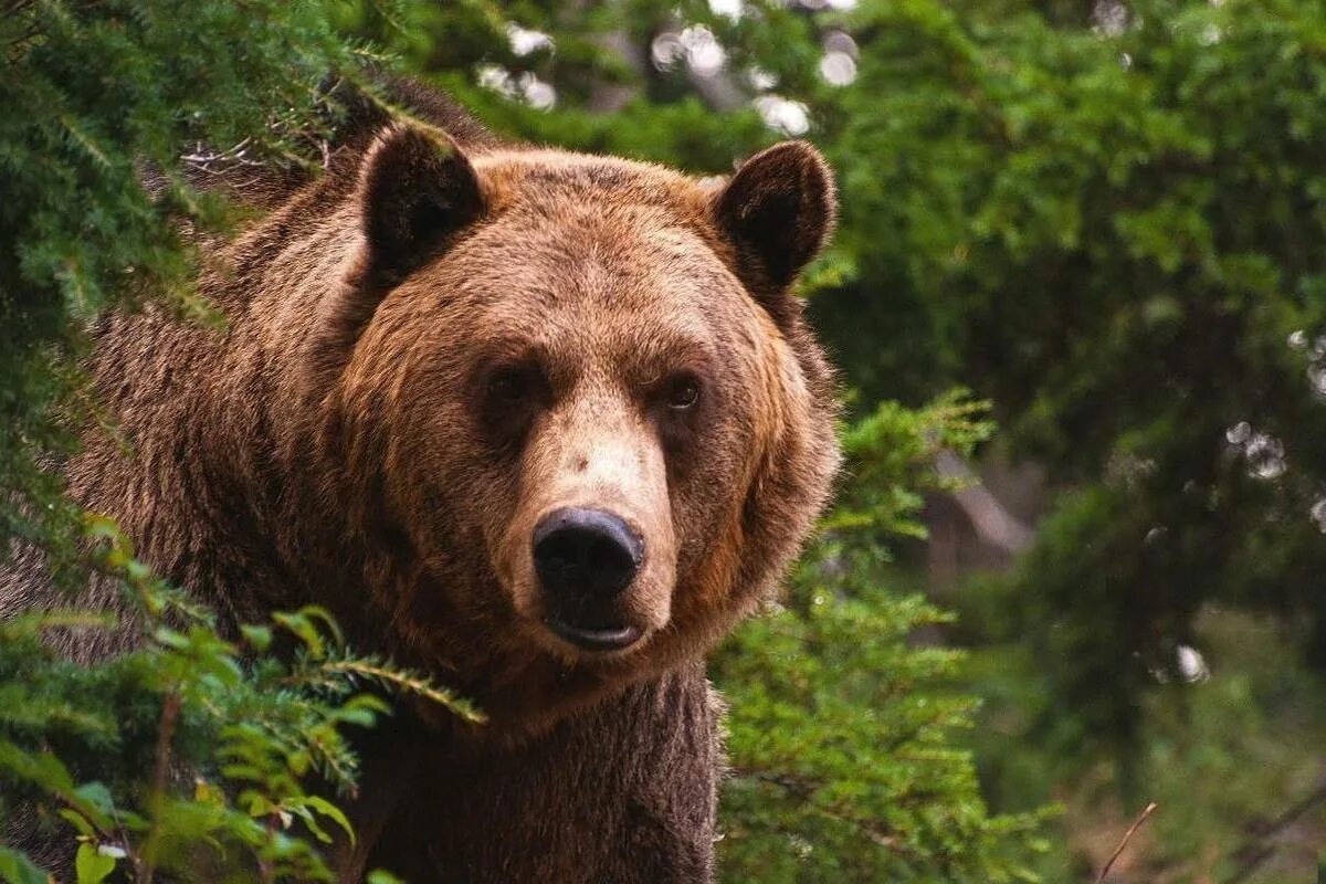 Медведь 5 лет фото В Тверской области медведи выходят к людям - МК Тверь